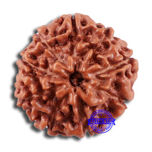 Load image into Gallery viewer, 9 Mukhi Rudraksha from Indonesia - Bead No. 30