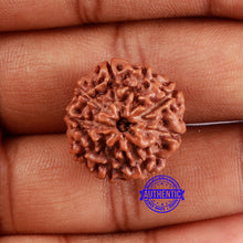 Load image into Gallery viewer, 9 Mukhi Rudraksha from Indonesia - Bead No. 30