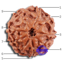 Load image into Gallery viewer, 9 Mukhi Rudraksha from Indonesia - Bead No. 31