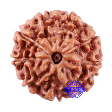 Load image into Gallery viewer, 9 Mukhi Rudraksha from Indonesia - Bead No. 3