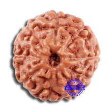 Load image into Gallery viewer, 9 Mukhi Rudraksha from Indonesia - Bead No. 58