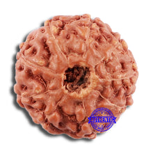 Load image into Gallery viewer, 9 Mukhi Rudraksha from Indonesia - Bead No. 59