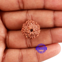 Load image into Gallery viewer, 9 Mukhi Rudraksha from Indonesia - Bead No. 59
