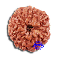 Load image into Gallery viewer, 9 Mukhi Rudraksha from Indonesia - Bead No. 61