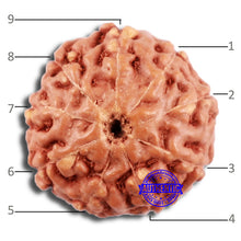 Load image into Gallery viewer, 9 Mukhi Rudraksha from Indonesia - Bead No. 62