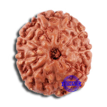 Load image into Gallery viewer, 9 Mukhi Rudraksha from Indonesia - Bead No. 63