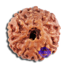 Load image into Gallery viewer, 9 Mukhi Rudraksha from Indonesia - Bead No. 64
