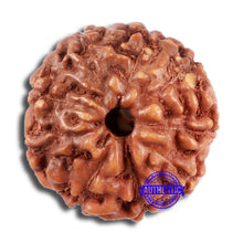 Load image into Gallery viewer, 9 Mukhi Rudraksha from Indonesia - Bead No. 64