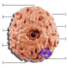 Load image into Gallery viewer, 9 Mukhi Rudraksha from Indonesia - Bead No. 65