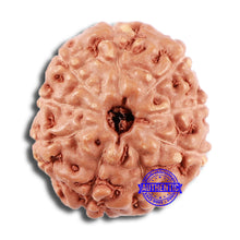 Load image into Gallery viewer, 9 Mukhi Rudraksha from Indonesia - Bead No. 65