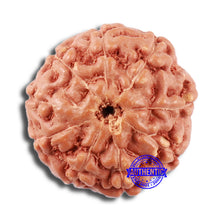 Load image into Gallery viewer, 9 Mukhi Rudraksha from Indonesia - Bead No. 66