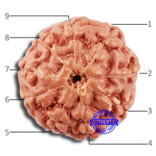 Load image into Gallery viewer, 9 Mukhi Rudraksha from Indonesia - Bead No. 66