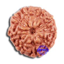 Load image into Gallery viewer, 9 Mukhi Rudraksha from Indonesia - Bead No. 66