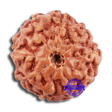 Load image into Gallery viewer, 9 Mukhi Rudraksha from Indonesia - Bead No. 68