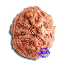 Load image into Gallery viewer, 9 Mukhi Rudraksha from Indonesia - Bead No. 72