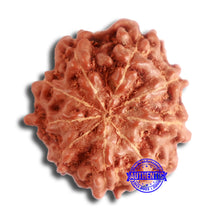 Load image into Gallery viewer, 9 Mukhi Rudraksha from Indonesia - Bead No. 84