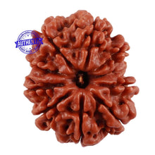 Load image into Gallery viewer, 9 Mukhi Nepalese Rudraksha - Bead No. 12