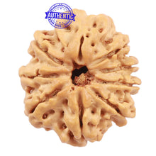 Load image into Gallery viewer, 9 Mukhi Nepalese Rudraksha - Bead No. 174