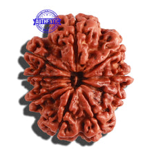 Load image into Gallery viewer, 9 Mukhi Nepalese Rudraksha - Bead No. 280