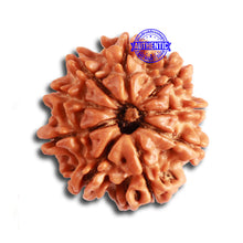 Load image into Gallery viewer, 9 Mukhi Nepalese Rudraksha - Bead No. 330
