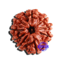 Load image into Gallery viewer, 9 Mukhi Nepalese Rudraksha - Bead No. 346