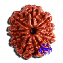 Load image into Gallery viewer, 9 Mukhi Nepalese Rudraksha - Bead No 351