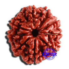 Load image into Gallery viewer, 9 Mukhi Nepalese Rudraksha - Bead No. 353