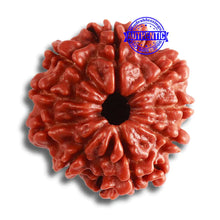 Load image into Gallery viewer, 9 Mukhi Nepalese Rudraksha - Bead No. 366