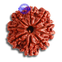 Load image into Gallery viewer, 9 Mukhi Nepalese Rudraksha - Bead No 367