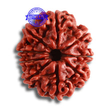 Load image into Gallery viewer, 9 Mukhi Nepalese Rudraksha - Bead No. 368