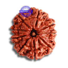 Load image into Gallery viewer, 9 Mukhi Nepalese Rudraksha - Bead No. 377