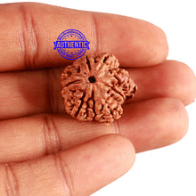 Load image into Gallery viewer, 9 Mukhi Nepalese Rudraksha - Bead No. 295