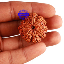 Load image into Gallery viewer, 9 Mukhi Nepalese rudraksha - Bead No. 310