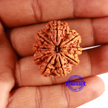 Load image into Gallery viewer, 9 Mukhi Nepalese Rudraksha - Bead No. 385