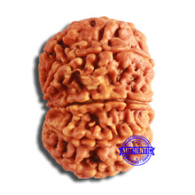 Load image into Gallery viewer, 9 Mukhi Nepalese Rudraksha - Bead No. 385