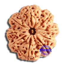 Load image into Gallery viewer, 9 Mukhi Nepalese Rudraksha - Bead No. 387