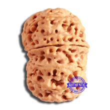 Load image into Gallery viewer, 9 Mukhi Nepalese Rudraksha - Bead No. 387