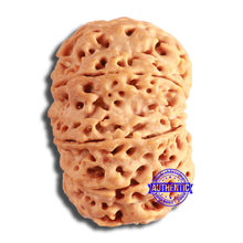 Load image into Gallery viewer, 9 Mukhi Nepalese Rudraksha - Bead No. 387