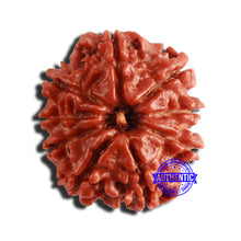 Load image into Gallery viewer, 9 Mukhi Nepalese Rudraksha - Bead No. 335
