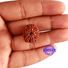 Load image into Gallery viewer, 9 Mukhi Nepalese Rudraksha - Bead No. 336