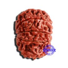 Load image into Gallery viewer, 9 Mukhi Nepalese Rudraksha - Bead No. 336