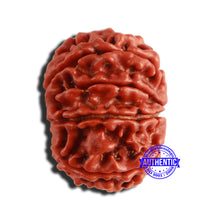 Load image into Gallery viewer, 9 Mukhi Nepalese Rudraksha - Bead No. 336