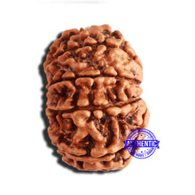 Load image into Gallery viewer, 9 Mukhi Nepalese Rudraksha - Bead No. 337