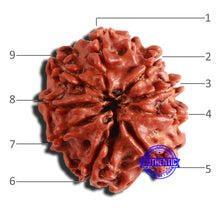 Load image into Gallery viewer, 9 Mukhi Nepalese Rudraksha - Bead No. 339