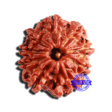 Load image into Gallery viewer, 9 Mukhi Nepalese Rudraksha - Bead No. 339