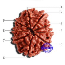 Load image into Gallery viewer, 9 Mukhi Nepalese Rudraksha - Bead No. 340