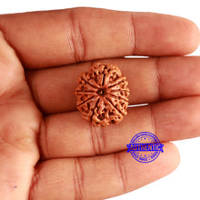 Load image into Gallery viewer, 9 Mukhi Nepalese Rudraksha - Bead No. 342