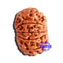 Load image into Gallery viewer, 9 Mukhi Nepalese Rudraksha - Bead No. 342