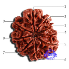 Load image into Gallery viewer, 9 Mukhi Nepalese Rudraksha - Bead No. 343