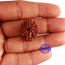 Load image into Gallery viewer, 9 Mukhi Nepalese Rudraksha - Bead No. 343